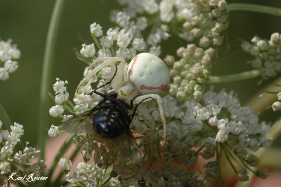 Veränderliche Krabbenspinne (Misumena vatia)